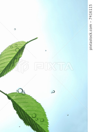 水和葉子 7416115