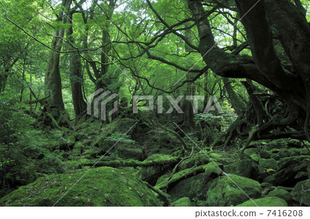 Princess Mononoke Forest 7416208