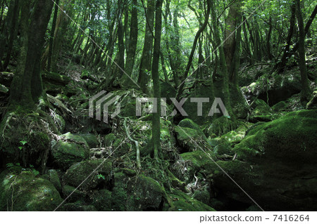 原始森林 7416264