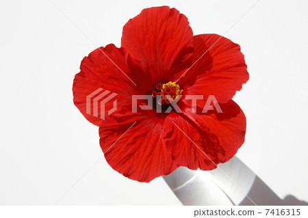 Hibiscus 7416315