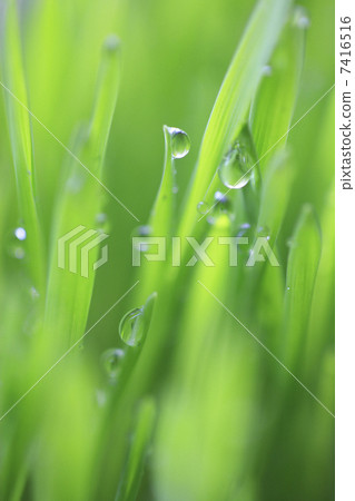 野草 野草 7416516