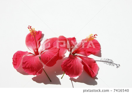Hibiscus 7416540