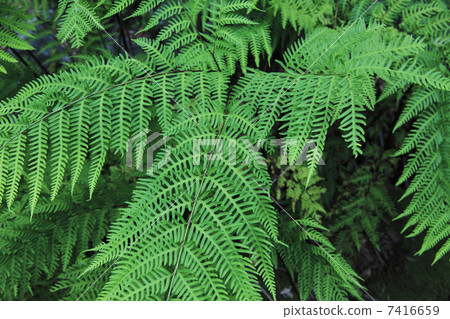 蕨類 7416659