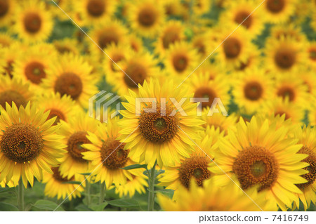 向日葵田 7416749