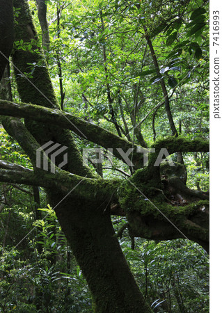 森林 7416993