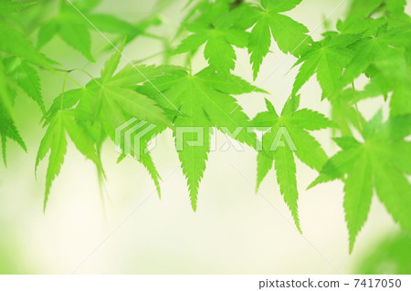 新鮮的綠色的楓樹 新鮮的綠色的楓樹 7417050