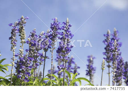 Blue salvia 7417735