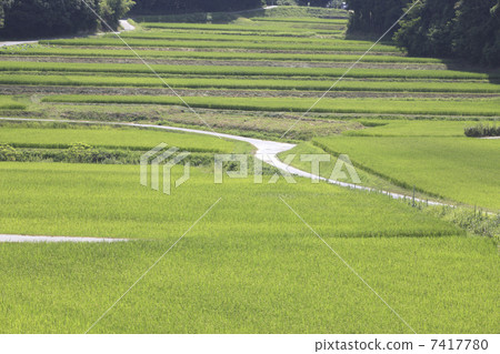 水稻梯田 7417780