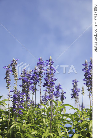 Blue salvia 7417880
