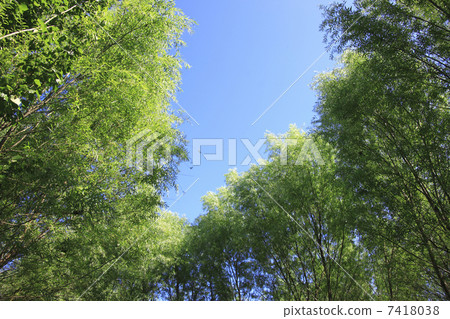 Trees and blue sky 7418038