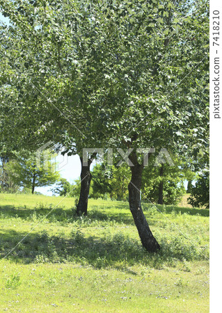 Grass and trees 7418210