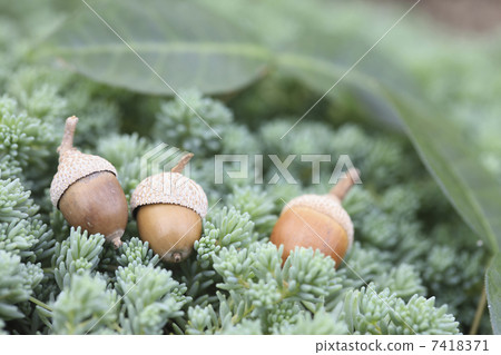 橡子 橡子 7418371