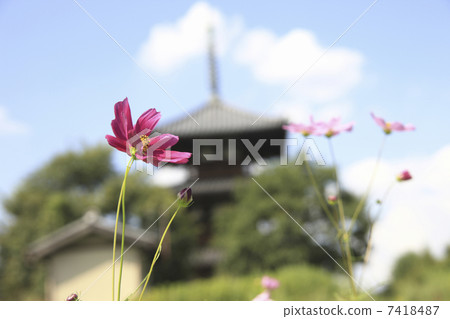 弘基寺和波斯菊II 弘基寺和波斯菊II 7418487