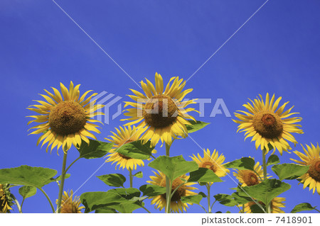 向日葵 7418901