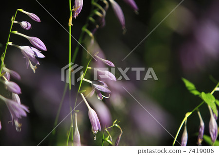 Alpine plant 7419006