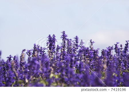 Salvia Salvia 7419196