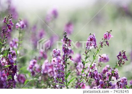 Salvia Salvia 7419245