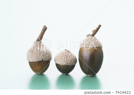 Acorn Acorn 7419422