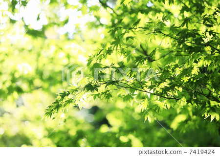 Fresh green of maple Fresh green of maple 7419424