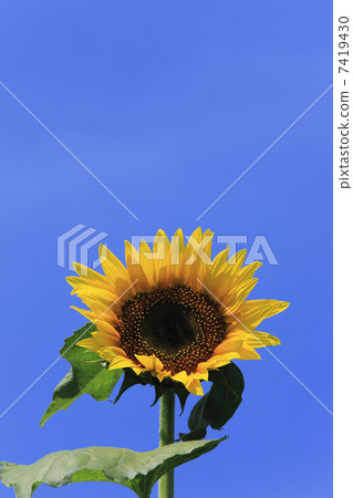 Sunflower and blue sky Sunflower and blue sky 7419430