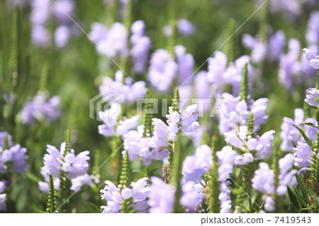 黃芩 黃芩 7419543