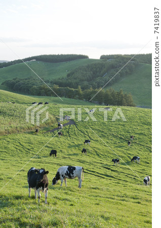 Ranch cattle 7419837