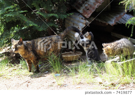 Mother and child of Nora cat Mother and child of Nora cat 7419877