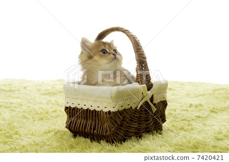 Tea chinchillas and baskets Tea chinchillas and baskets 7420421