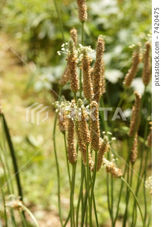 Heraorobora的Hana 7420475