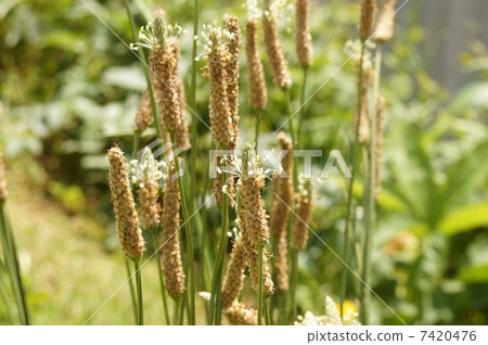 Heraorobora的Hana 7420476