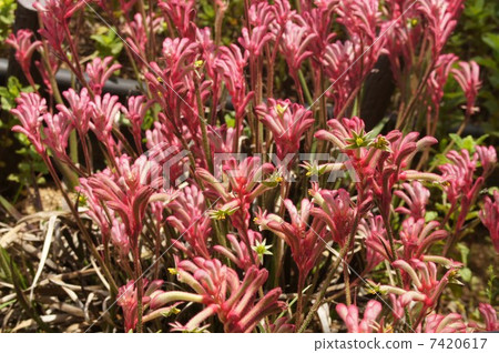 Kangaroo Po Flower 7420617