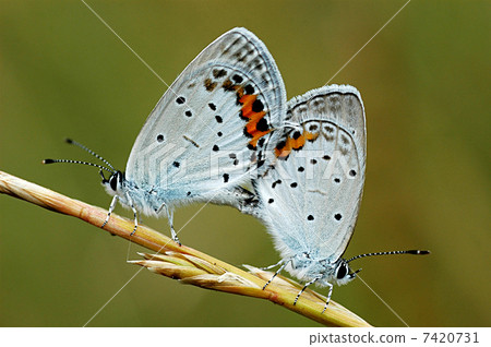Swallowfish 7420731