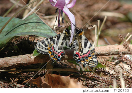 吉普賽的性別 7420733