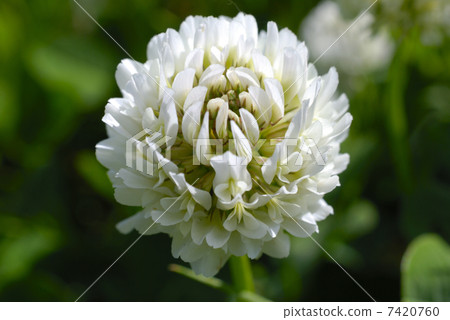 圍繞三葉草的小花 圍繞三葉草的小花 7420760