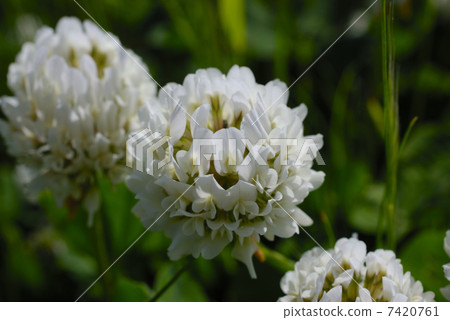 白色友好的三葉草花 7420761