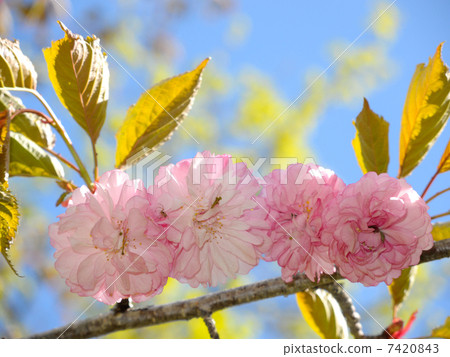 Kushiro Yae Kushiro Yae 7420843