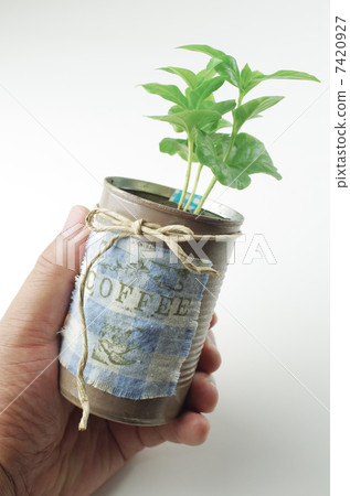 樹苗也成為觀葉植物 7420927