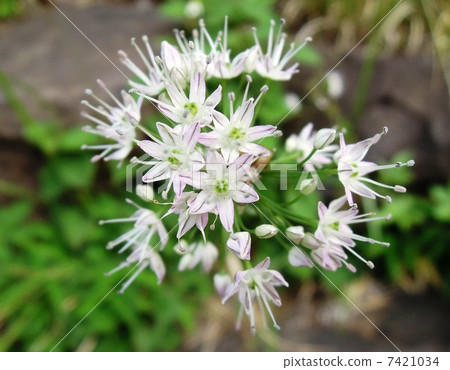 諾維爾花 諾維爾花 7421034