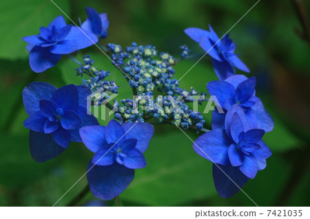 繡球花Hayama Yae紫色 7421035