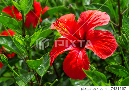 Hibiscus Flower. Hibiscus Flower. 7421367