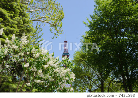 札幌大通公園 札幌大通公園 7421598