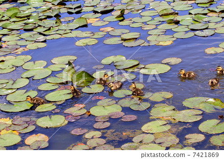 嬰孩在加利福尼亞走在荷花的葉子 7421869