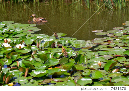 Baby in California walking on the leaf of the water lily 7421870