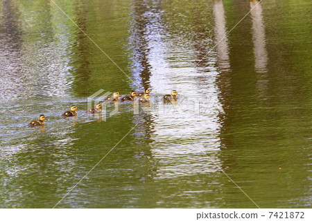 Baby in swimming bears 7421872