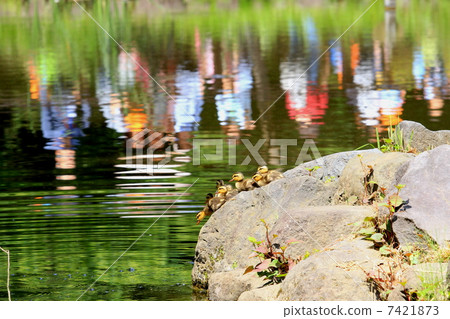 Baby in California to diving Baby in California to diving 7421873