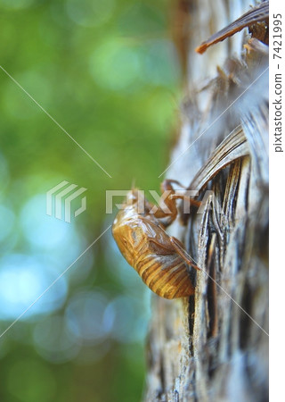 Cicadian shell 7421995