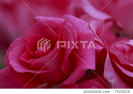 粉紅玫瑰Urala 粉紅玫瑰Urala 7422016