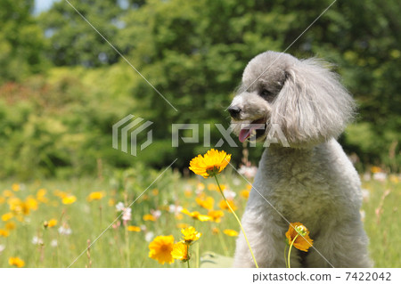 Poodle with orange flower and profile 7422042