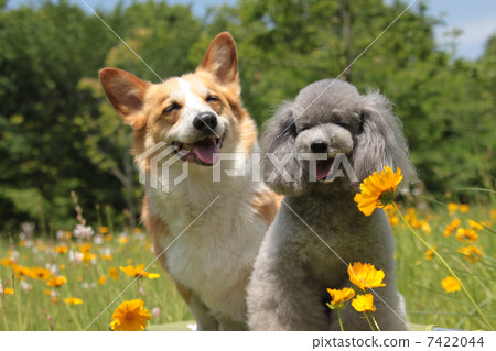 Smiling corgi and poodle 7422044