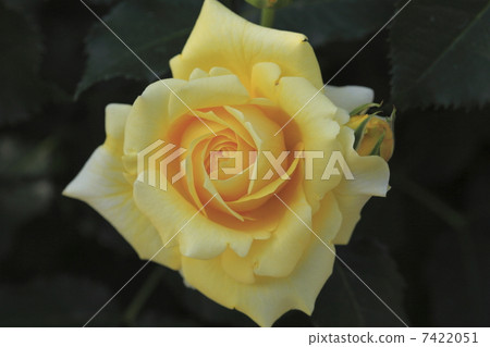 金兔子 金兔子 7422051